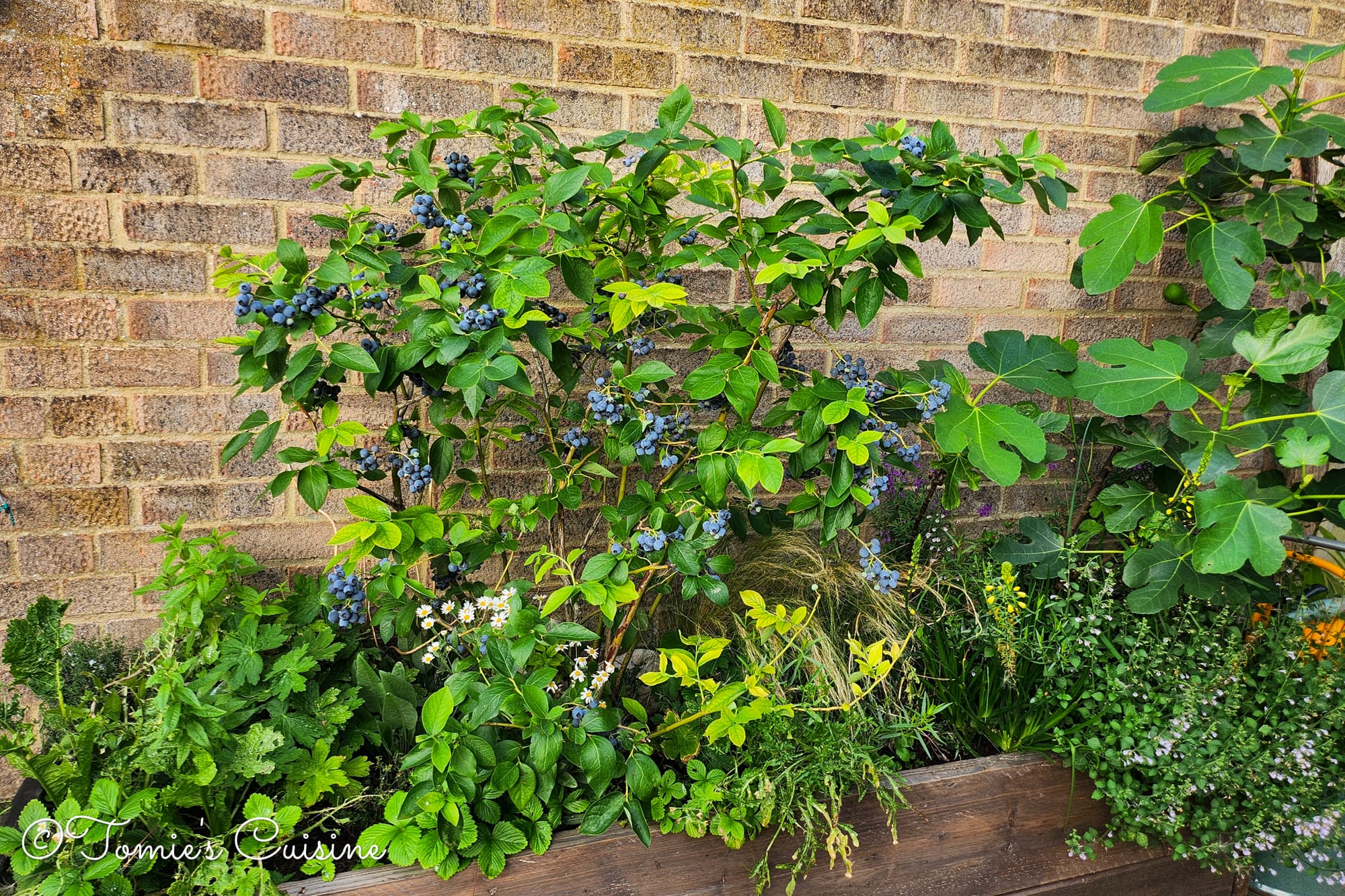 The blueberry tree after we came back from our 3 weeks holiday.