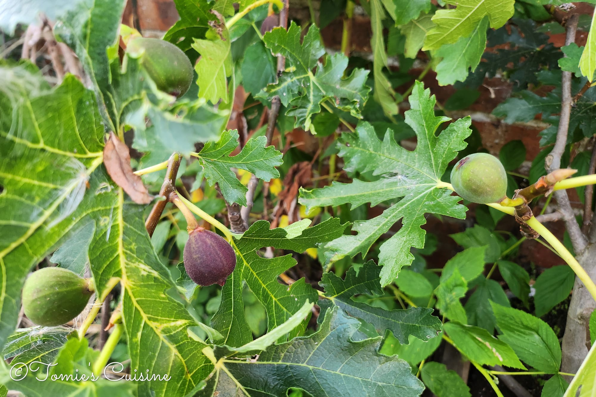 Ficus carica 'Ice Crystal'