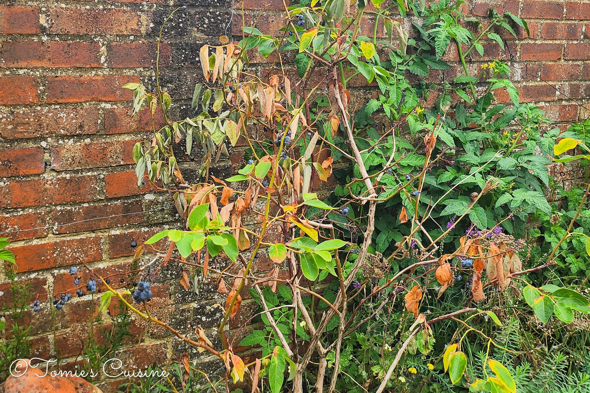 After harvesting the blueberry, some leaves started to fall.