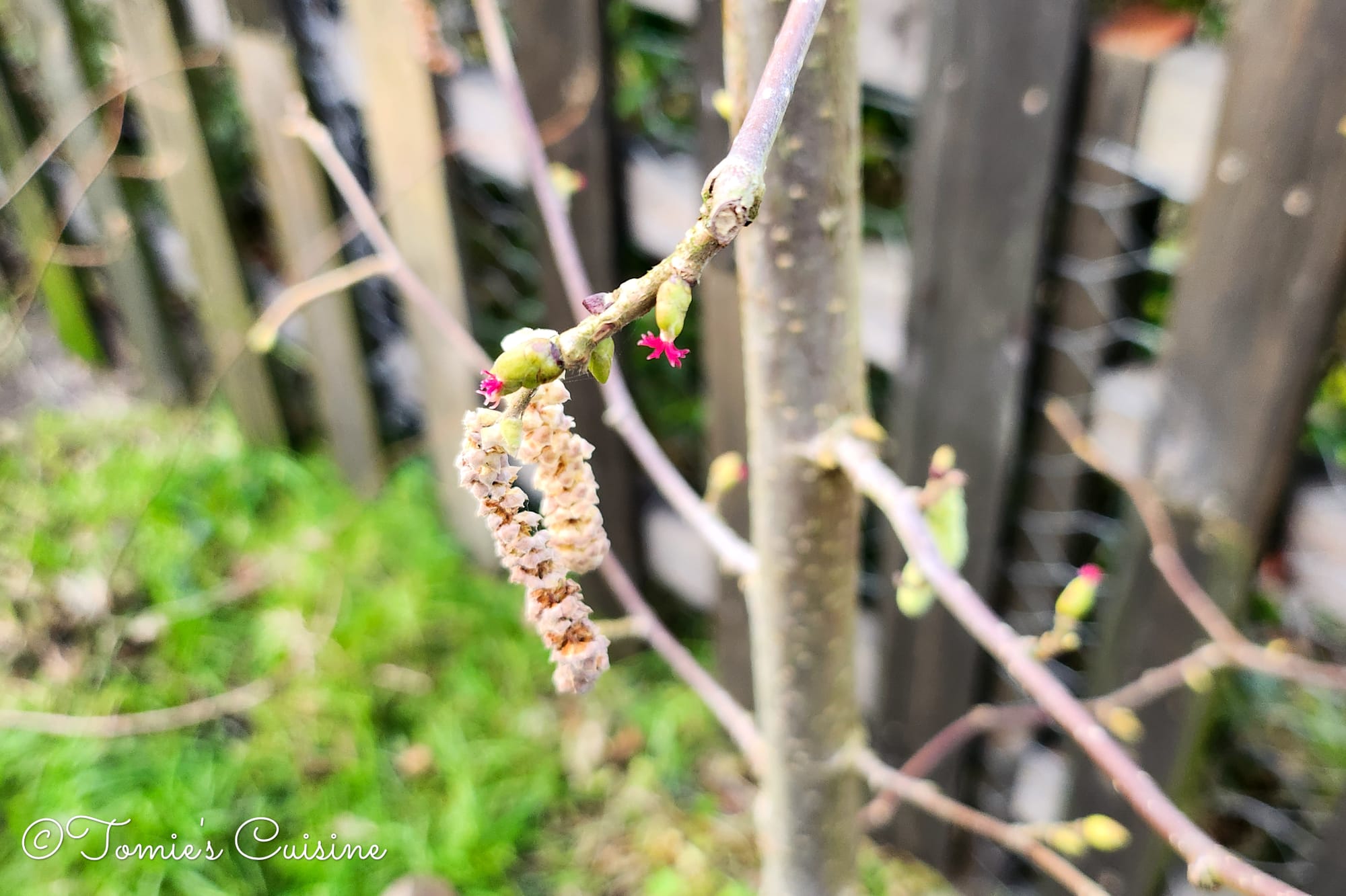 I took this photo few days ago. The hazel flower is blossoming!